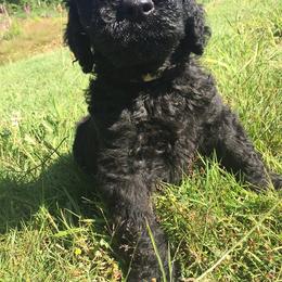 Labradoodle Puppies from Forevergreen Farm