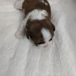Fredrick - Red and white male Shih Tzu puppy in Buffalo, New York from Shih Tzu's by Jen