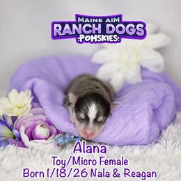 Alana - Blue female Pomsky puppy in Humeston, Iowa from M.A.R. Dogs