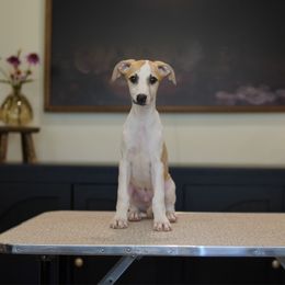 Spencer - White and fawn male Whippet puppy in Atlanta, Georgia from Sinaj
