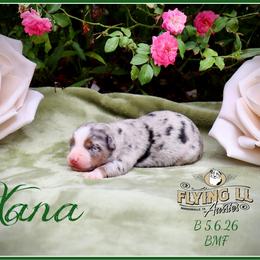 Xana - Blue merle female Miniature Australian Shepherd puppy in Madisonville, Texas from Flying LL Aussies