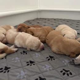 Sweet boy 1 - Yellow male Labrador Retriever puppy in Ranchita, California from Pacific Crest Labradors