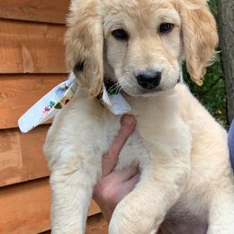 Susie Q - Cream Goldendoodle puppy in Gig Harbor, Washington from Sandy’s Goldendoodles