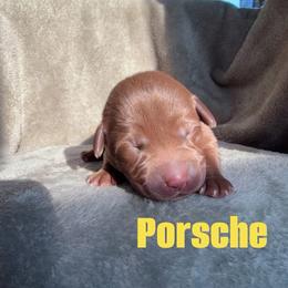 Girl 3 - Chocolate female Labrador Retriever puppy in Lucasville, Ohio from Backwoods Labradors