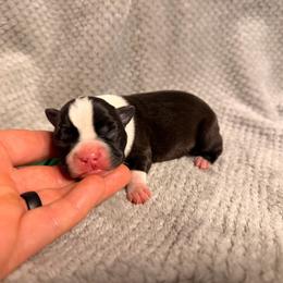 Green - Black and white male Boston Terrier puppy in Hialeah, Florida from K&N Boston Paws