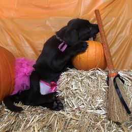 Labrador Retriever Puppies from Harvest Moon Farm