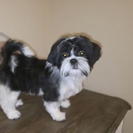 Benji AKC Champion Bloodline - Black and white male Shih Tzu puppy in Kings Mountain, North Carolina from Britany's Shih Tzus