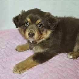 Seraphina - Red tri-color female Australian Shepherd puppy in Owensboro, Kentucky from JnT's Bluegrass Mini Aussies