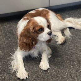 bijoux - Cavalier King Charles Spaniel