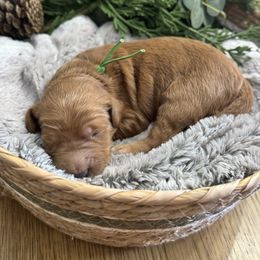 Gumdrop (Green Collar) - Red  male Goldendoodle puppy in Bay City, Texas from Charming Doods