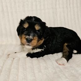 Aussiedoodle Puppies from Parrish Precious Ones