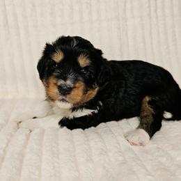 Aussiedoodle Puppies from Parrish Precious Ones