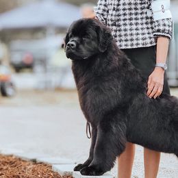 Newfoundlands from Noble Newfoundlands