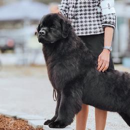 Newfoundlands from Noble Newfoundlands