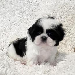 AKC Lawson - Black and white male Shih Tzu puppy in Greenville, South Carolina from Babyface Shih Tzu