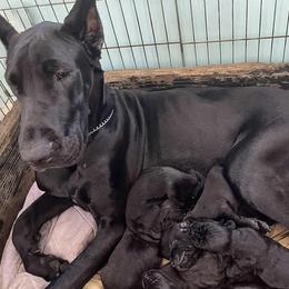 Great Dane puppies from Rockin' Danes