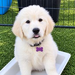 Dutches - Light golden female Golden Retriever puppy in Fresno, California from Warwick’s Central California Goldens