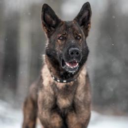 Mikki - German Shepherd