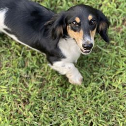 Poppy - Dachshund