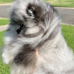 Titan - Blue merle male Pomeranian puppy in Hot Springs, Arkansas from Pomeranian Empire