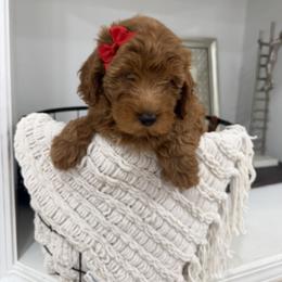 Tina - Red  female Goldendoodle puppy in Mint Hill, North Carolina from DoodleForever