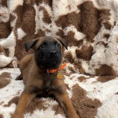 Orange 1 - Mahogany male Belgian Malinois puppy in Midway, Georgia from C4MALINOIS