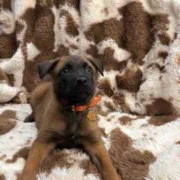 Orange 1 - Mahogany male Belgian Malinois puppy in Midway, Georgia from C4MALINOIS