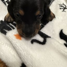 Black boy - Black and tan male Dachshund puppy in Rome, Georgia from Jade’s Dachshunds
