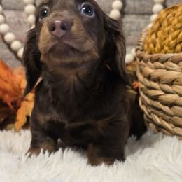 Boy 1 - Chocolate and tan male Dachshund puppy in Romney, Indiana from Brown's Valley Dachshunds