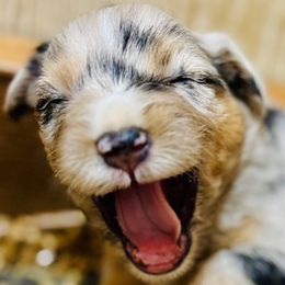 Ocean - Blue merle female Miniature Australian Shepherd puppy in Hempstead, Texas from Young Gun Aussies