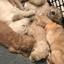 Goldendoodle Puppies from Da Ruba Doodles