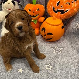 Astro - Red  male Goldendoodle puppy in Maricopa, Arizona from AZ Designer Goldendoodles