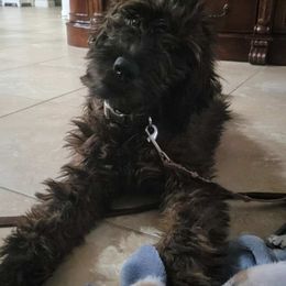 Aussiedoodle and Goldendoodle Puppies from KJ Doodles