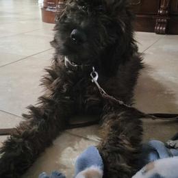 Aussiedoodle and Goldendoodle Puppies from KJ Doodles