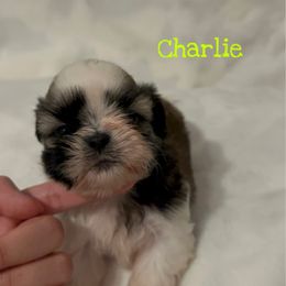 Charlie (potentially available soon) - Gold and white male Shih Tzu puppy in California from Fairy Tails Shih Tzus CA