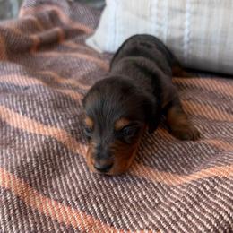 Noah - Dapple male Dachshund puppy in Powell, Tennessee from Tall & Tiny TN k9s