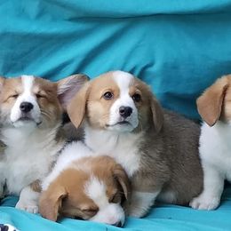 Miniature Australian Shepherd, Pembroke Welsh Corgi, and Yorkshire Terrier Puppies from Happy Tails
