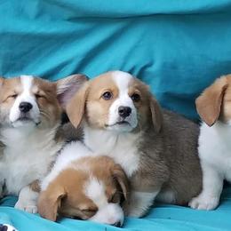 Miniature Australian Shepherd, Pembroke Welsh Corgi, and Yorkshire Terrier Puppies from Happy Tails