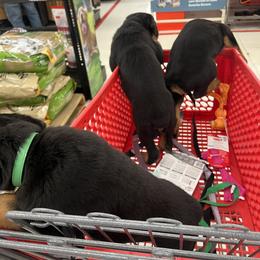 Rottweiler Puppies from CG Rottweilers