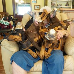 Doberman Pinscher Puppies from Laurel Vail