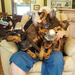 Doberman Pinscher Puppies from Laurel Vail