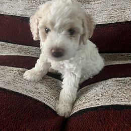 Poodle Puppies from Puddle Poodles