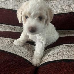 Poodle Puppies from Puddle Poodles