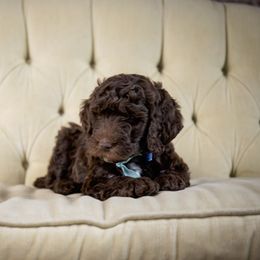 Goldendoodle and Labradoodle Puppies from Dessie's Doodles
