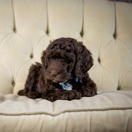 Goldendoodle and Labradoodle Puppies from Dessie's Doodles