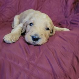 Boy 3 - Apricot male Goldendoodle puppy in Blountsville, Alabama from Southern Charm Goldendoodles