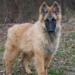 Austin - Mahogany and black male Belgian Tervuren puppy in South Point, Ohio from Aftershock Belgians