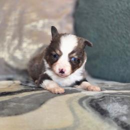 Camo - Blue merle male Toy Australian Shepherd puppy in Killen, Alabama from Wilkers Wholehearted Mini Aussies