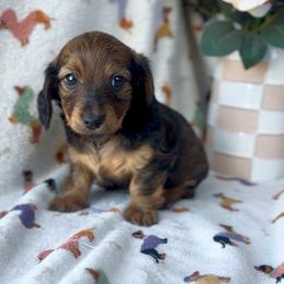 Wiggles - Sable female Dachshund puppy in Brandon, Florida from Knights Dachshunds