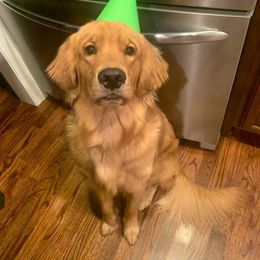 Golden Retriever puppies from Bella’s Golden Pups